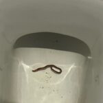 Long Black Worm in Toilet is an Earthworm